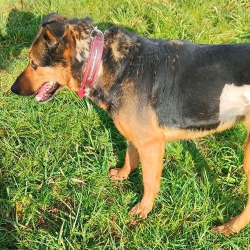 AID Animaux - Chiens à l'adoption - Rita