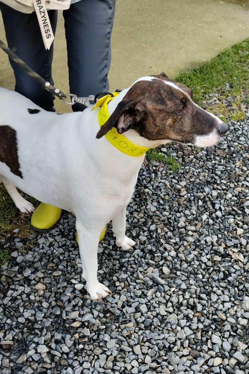 AID Animaux - Chiens à l'adoption - Rubin