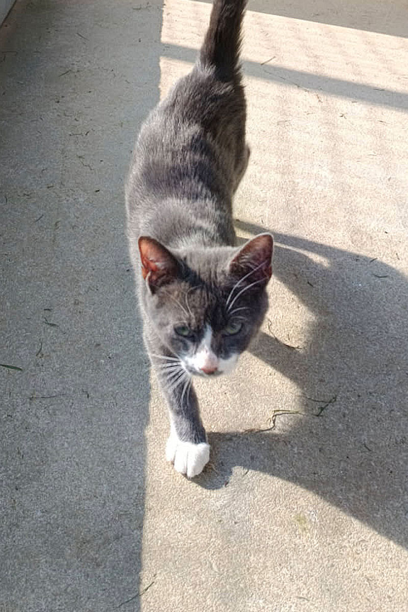 AID Animaux - Chats à l'adoption - Azur