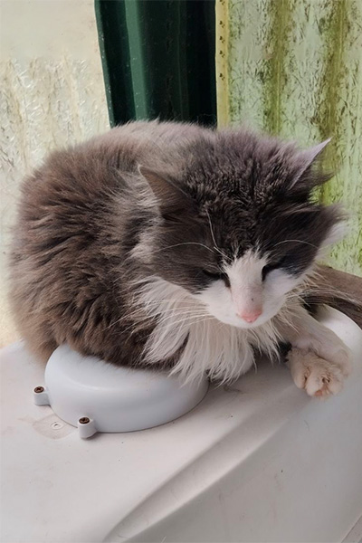 AID Animaux - Chats à l'adoption - Opus
