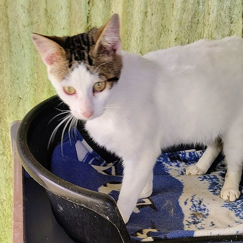 AID Animaux - Chats à l'adoption - Vroom
