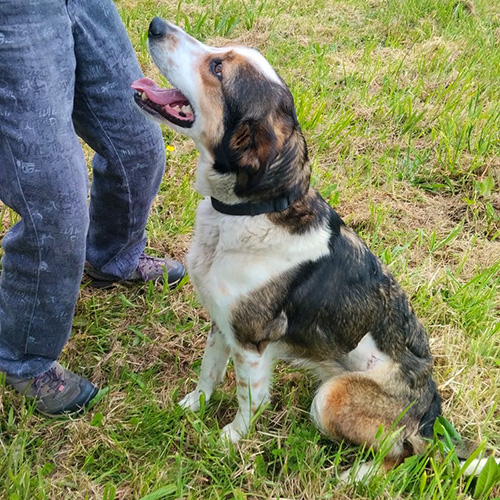 AID Animaux - Chiens à l'adoption - Rumba