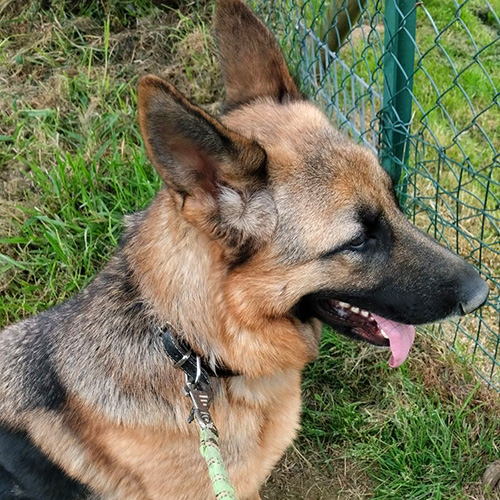 AID Animaux - Chiens à l'adoption - Unka
