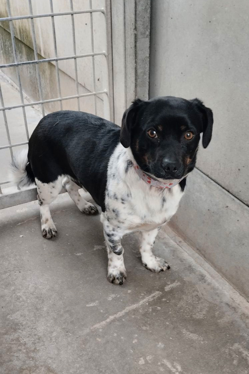 AID Animaux - Chiens à l'adoption - Utoo