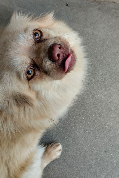 AID Animaux - Chiens à l'adoption - Utop