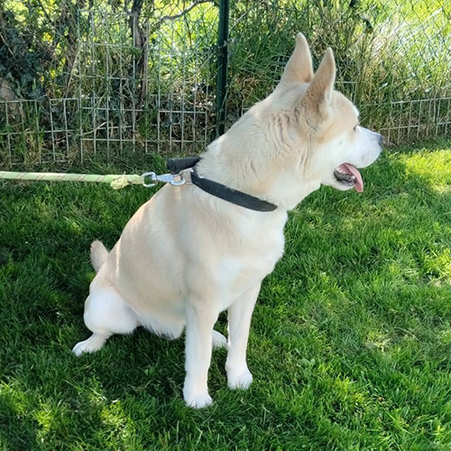 AID Animaux - Chiens à l'adoption - Vérone