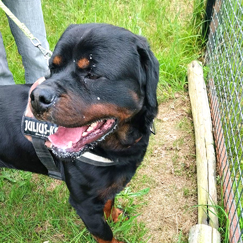 AID Animaux - Chiens à l'adoption - Tobiak