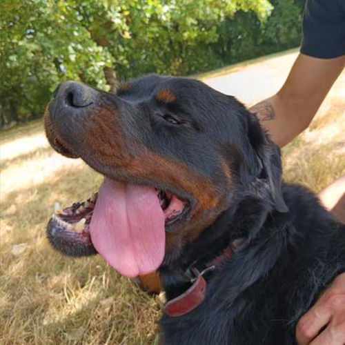 AID Animaux - Chiens à l'adoption - Tobiak