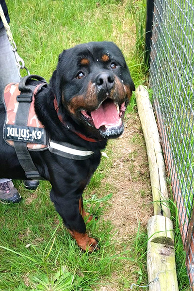 AID Animaux - Chiens à l'adoption - Tobiak