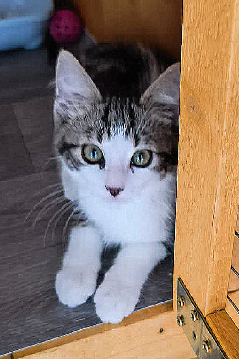 AID Animaux - Chats à l'adoption - Pirouette