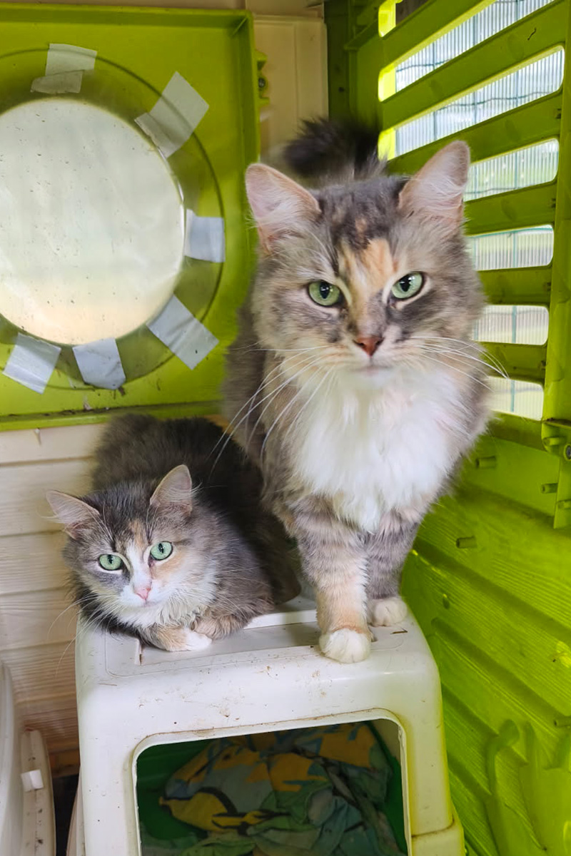 AID Animaux - Chats à l'adoption - Tassana