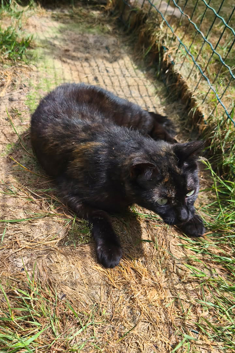 AID Animaux - Chats à l'adoption - Zazie