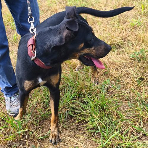 AID Animaux - Chiens à l'adoption - Urma