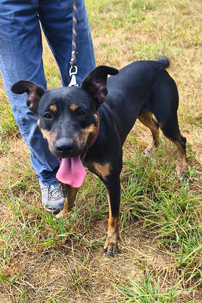AID Animaux - Chiens à l'adoption - Urma