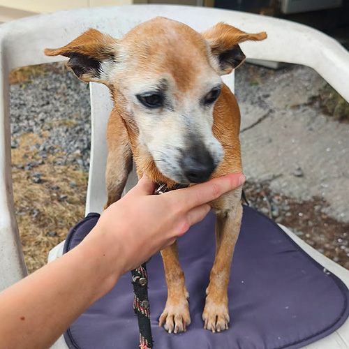 AID Animaux - Chiens à l'adoption - Jet