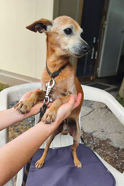 AID Animaux - Chiens à l'adoption - Jet