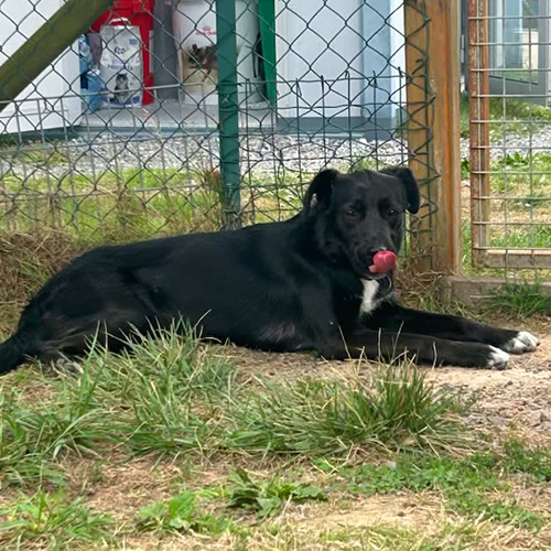 AID Animaux - Chiens à l'adoption - Vixy