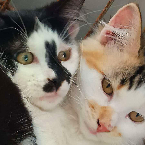AID Animaux - Chats à l'adoption - Chatons