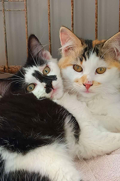 AID Animaux - Chats à l'adoption - Chatons