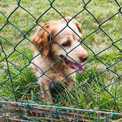 AID Animaux - Chiens à l'adoption - Arizona