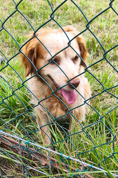 AID Animaux - Chiens à l'adoption - Arizona