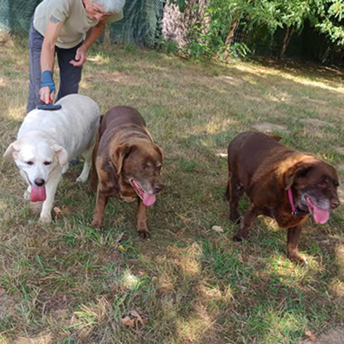 AID Animaux - Chiens à l'adoption - Labradors