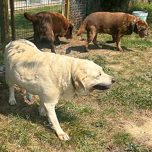 AID Animaux - Chiens à l'adoption - Labradors
