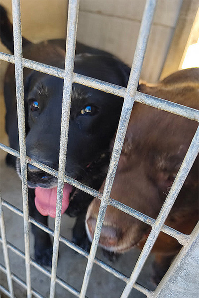 AID Animaux - Chiens à l'adoption - Labradors