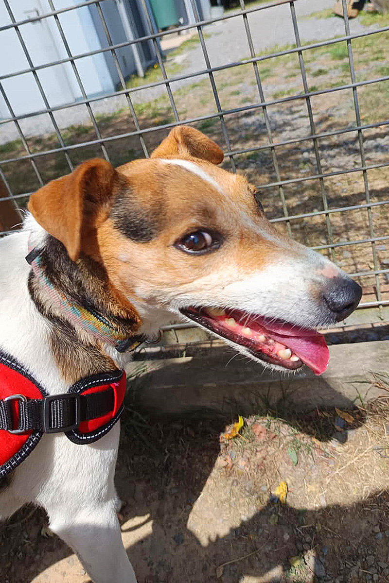 AID Animaux - Chiens à l'adoption - Zoé
