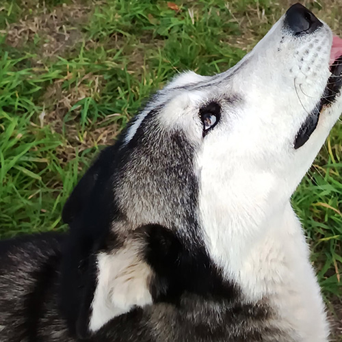AID Animaux - Chiens à l'adoption - Saya