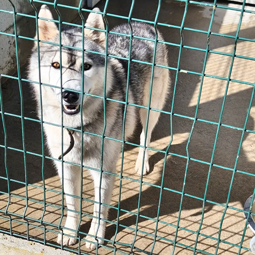 AID Animaux - Chiens à l'adoption - Volt