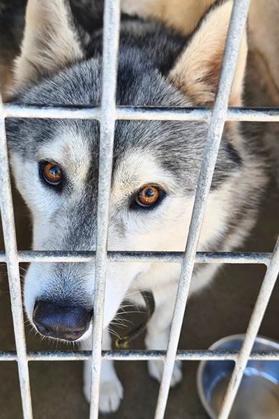 AID Animaux - Chiens à l'adoption - Volt