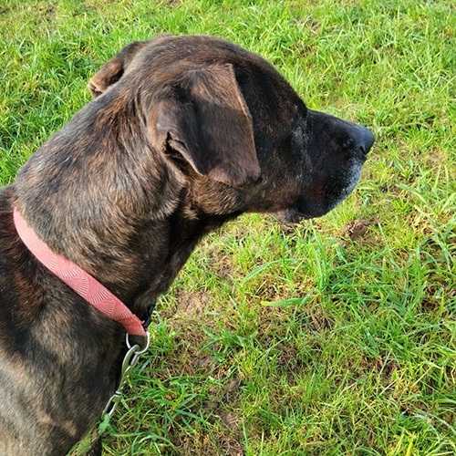 AID Animaux - Chiens à l'adoption - Jingle