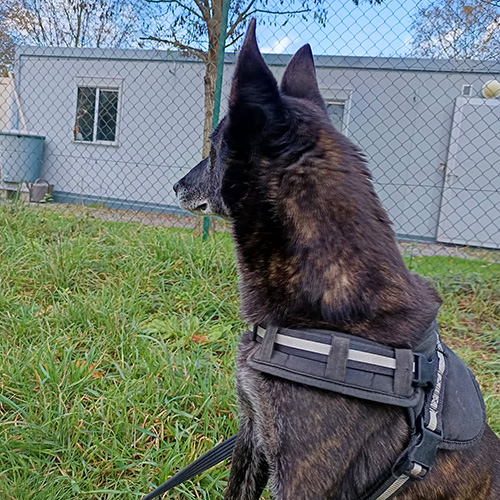 AID Animaux - Chiens à l'adoption - Pins