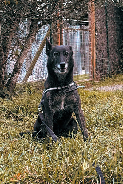 AID Animaux - Chiens à l'adoption - Pins