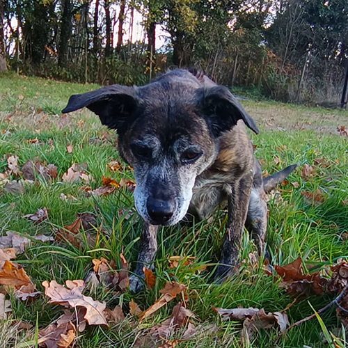 AID Animaux - Chiens à l'adoption - Thya