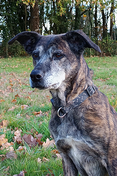 AID Animaux - Chiens à l'adoption - Thya