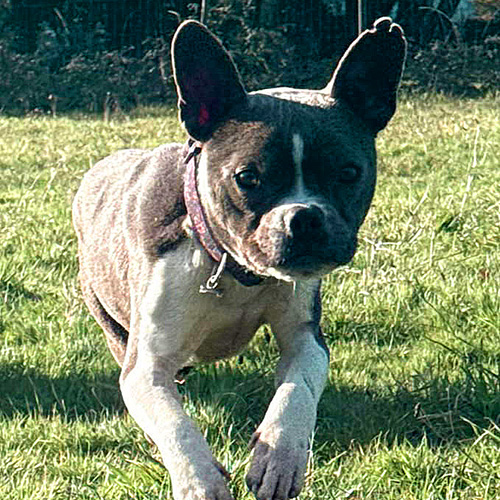 AID Animaux - Chiens à l'adoption - Ugo