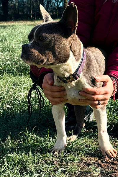 AID Animaux - Chiens à l'adoption - Ugo