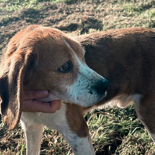 AID Animaux - Chiens à l'adoption - Astérix