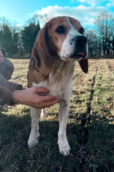 AID Animaux - Chiens à l'adoption - Astérix