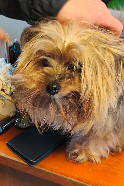 AID Animaux - Chiens à l'adoption - Geisha