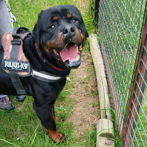 AID Animaux - Chiens à l'adoption - Tobiak