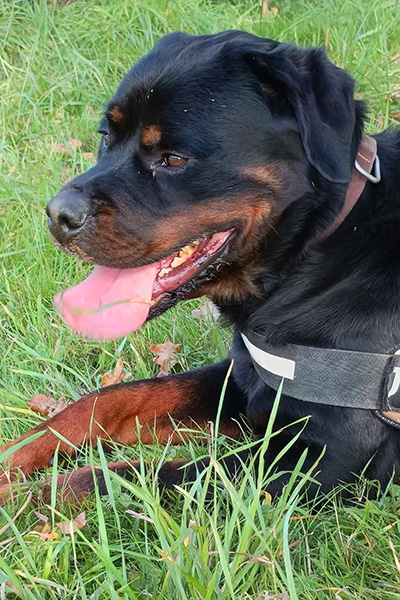 AID Animaux - Chiens à l'adoption - Tobiak