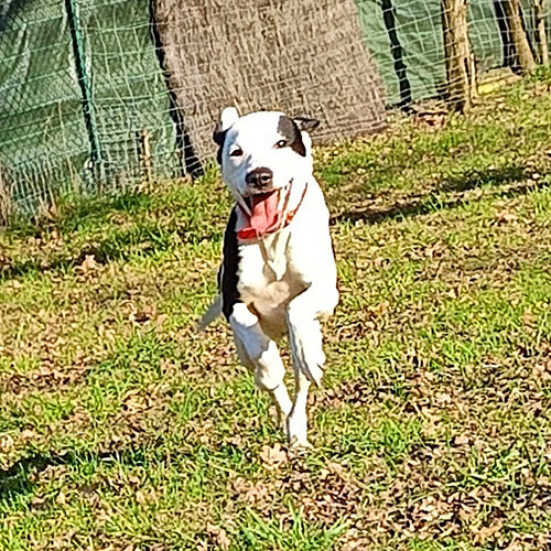 AID Animaux - Chiens à l'adoption - Twiggy