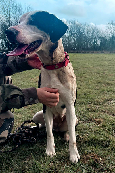 AID Animaux - Chiens à l'adoption - Twiggy