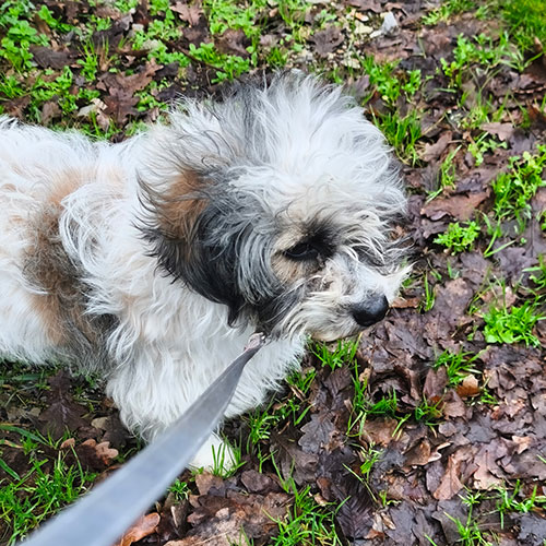 AID Animaux - Chiens à l'adoption - Verveine