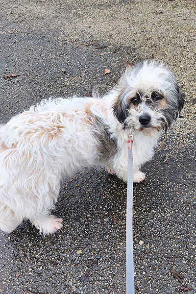 AID Animaux - Chiens à l'adoption - Verveine