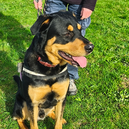 AID Animaux - Chiens à l'adoption - Ares