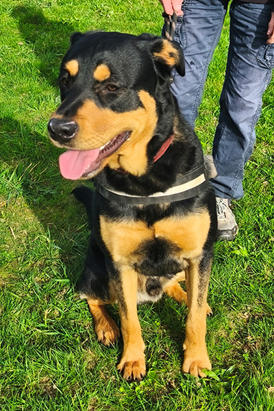AID Animaux - Chiens à l'adoption - Ares